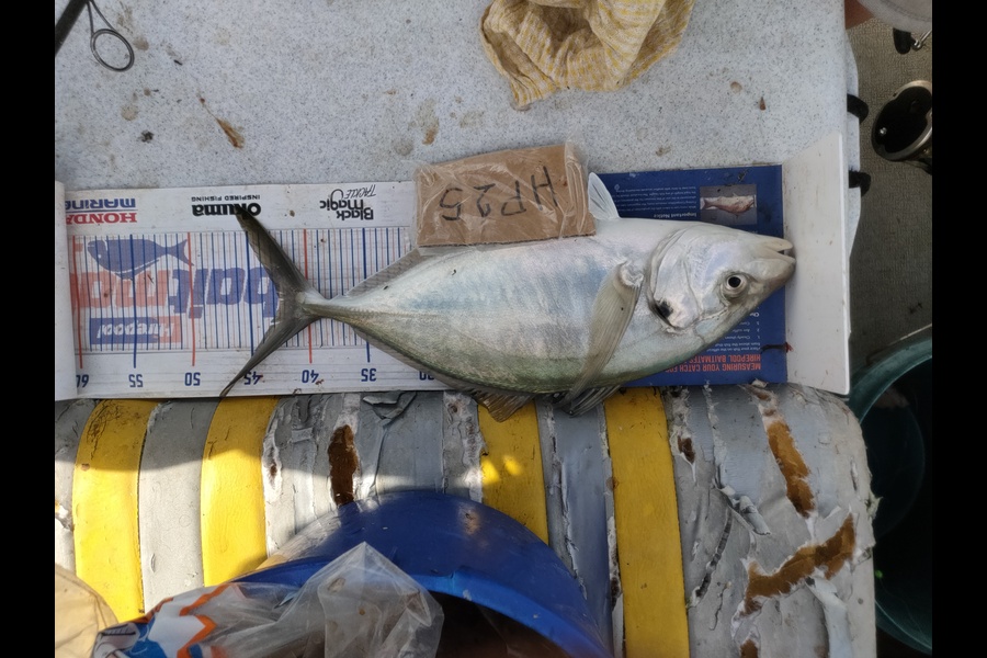 Joshua Martin caught this 42.0cm Trevally at Bay of Plenty during The Hirepool Baitmates Fishing Comp