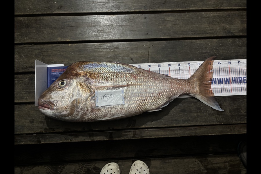 Percy  Cooper caught this 80.0cm Snapper at Northland during The Hirepool Baitmates Fishing Comp