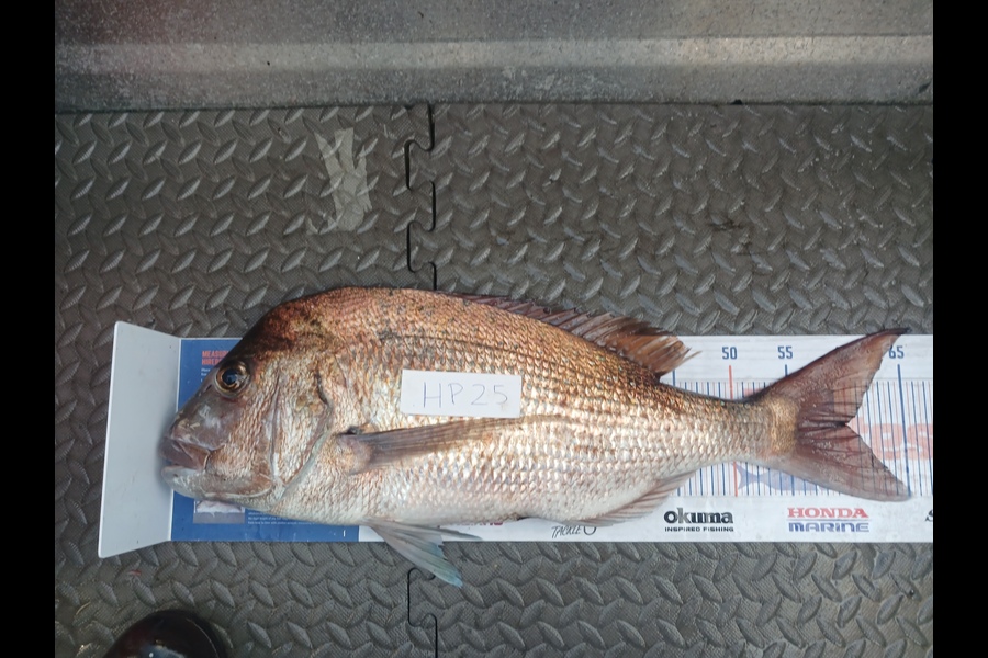 David Hunt caught this 59.5cm Snapper at Bay of Plenty during The Hirepool Baitmates Fishing Comp