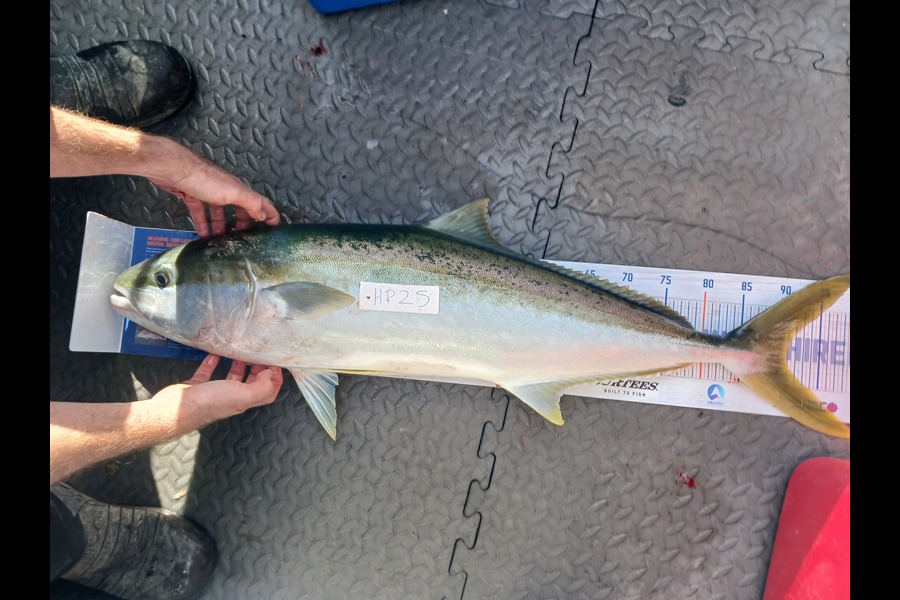 David Hunt caught this 91.0cm Kingfish at Bay of Plenty during The Hirepool Baitmates Fishing Comp