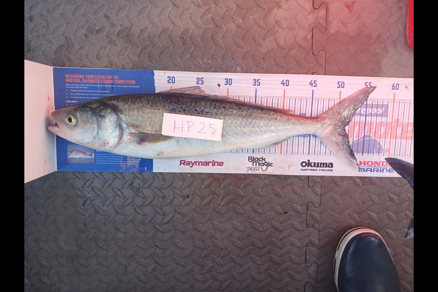 David Hunt caught this 51.0cm Kahawai at Bay of Plenty during The Hirepool Baitmates Fishing Comp