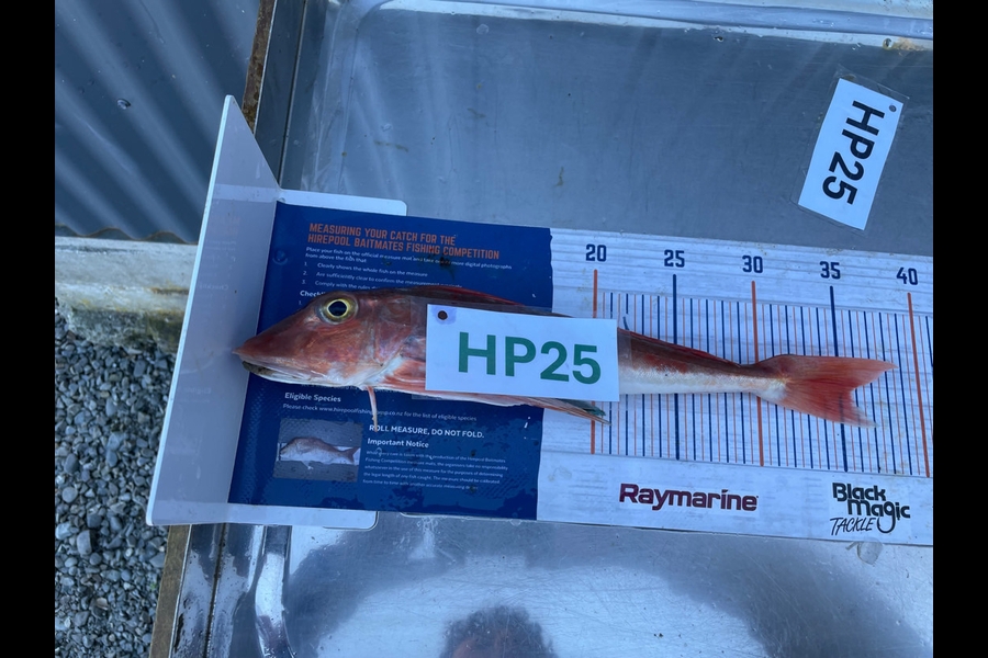 Koby Lowe caught this 35.5cm Gurnard at Hawkes Bay during The Hirepool Baitmates Fishing Comp