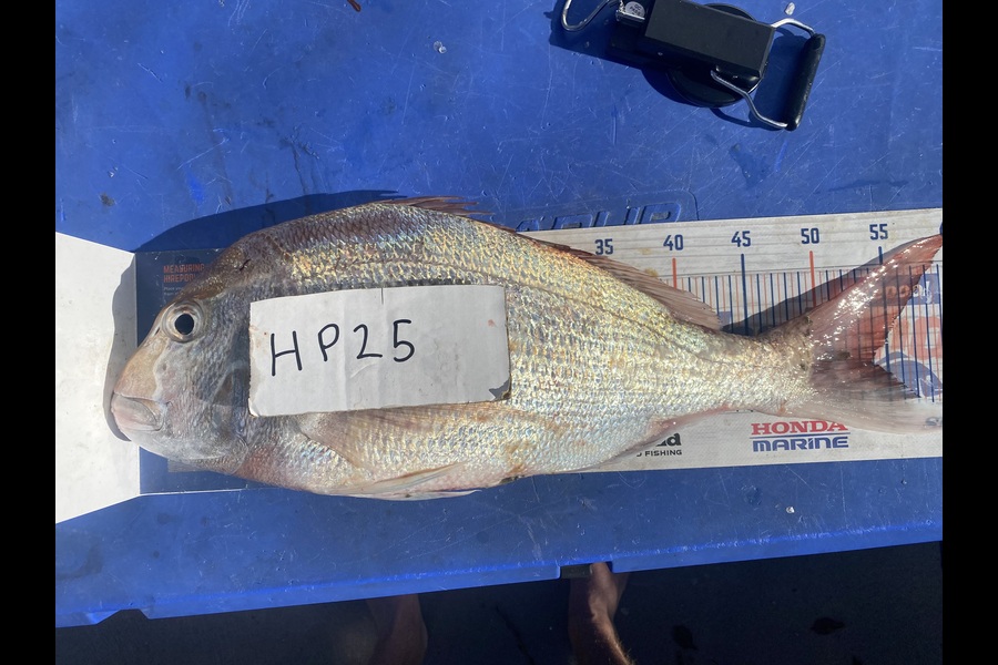 Ryan Mitchell caught this 54.0cm Snapper at Nelson/Marlborough during The Hirepool Baitmates Fishing Comp