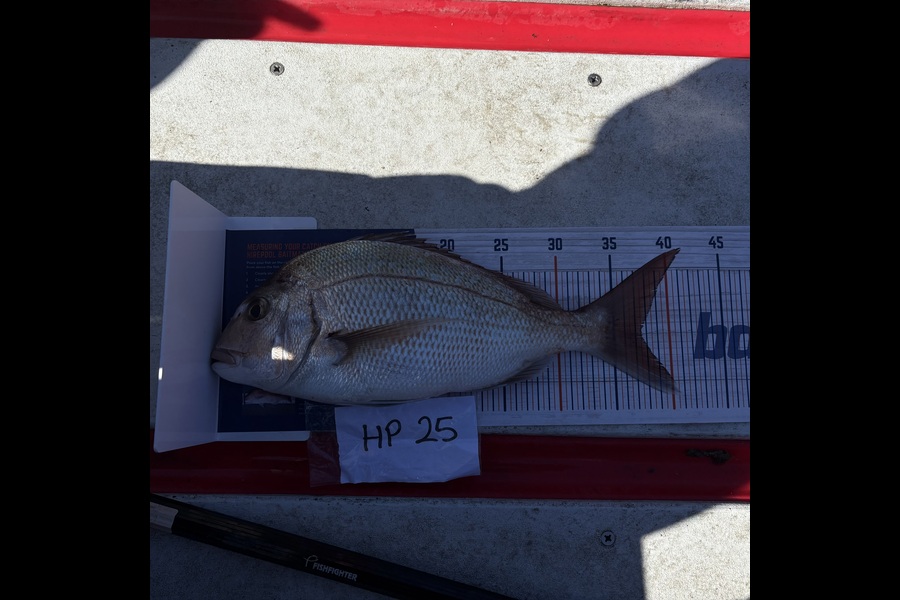 Kaylene Hollard caught this 37.0cm Snapper at Nelson/Marlborough during The Hirepool Baitmates Fishing Comp
