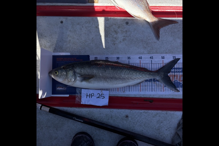 Kaylene Hollard caught this 52.0cm Kahawai at Nelson/Marlborough during The Hirepool Baitmates Fishing Comp