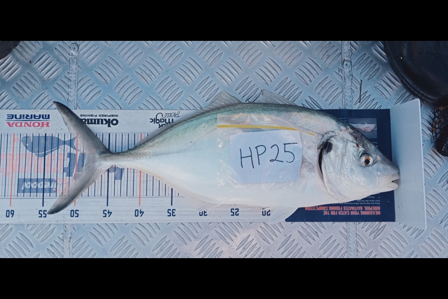 Carol Brannen caught this 48.5cm Trevally at Nelson/Marlborough during The Hirepool Baitmates Fishing Comp