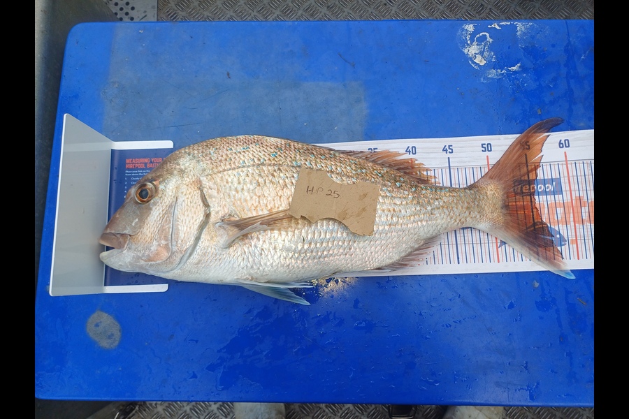 David  waitere  caught this 55.5cm Snapper at Coromandel during The Hirepool Baitmates Fishing Comp