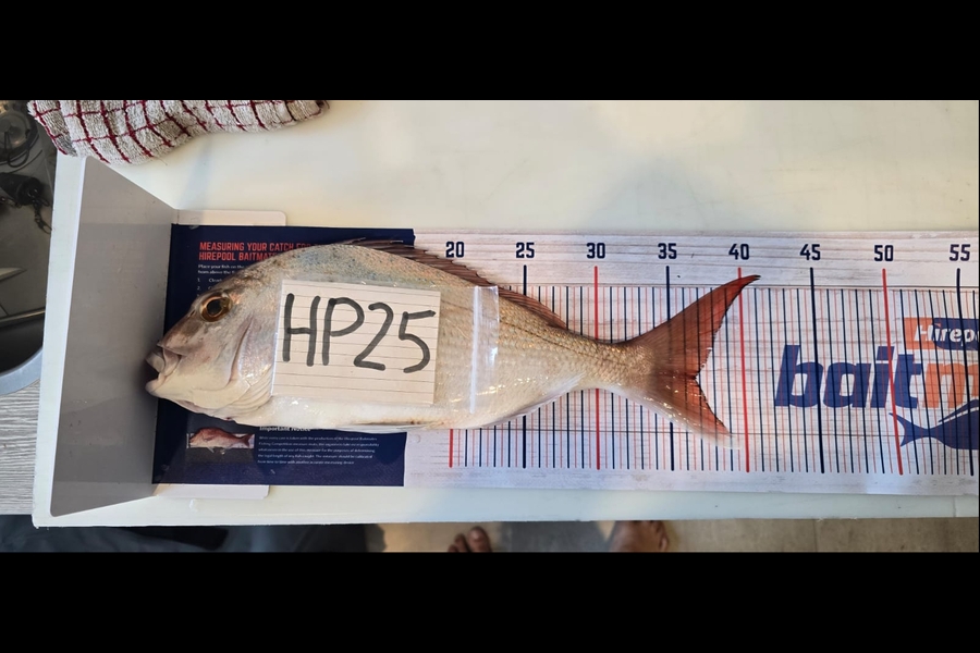 Yolandie Groenewald caught this 36.5cm Snapper at Bay of Plenty during The Hirepool Baitmates Fishing Comp