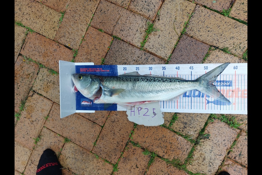 Andrew Wooster caught this 51.0cm Kahawai at Wellington during The Hirepool Baitmates Fishing Comp