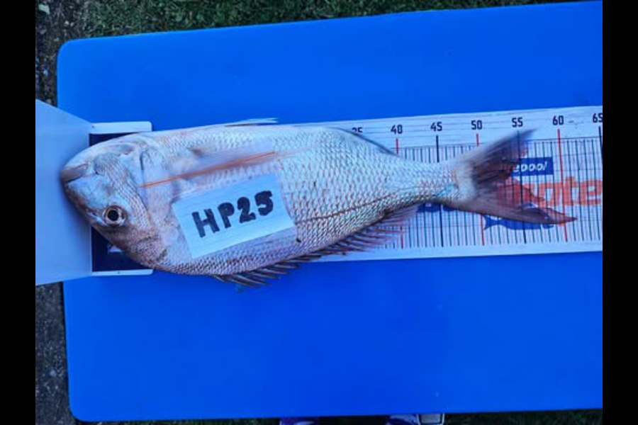 Ian Rouse caught this 54.0cm Snapper at Hawkes Bay during The Hirepool Baitmates Fishing Comp