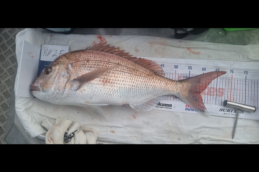 Phillip Rose caught this 59.5cm Snapper at Nelson/Marlborough during The Hirepool Baitmates Fishing Comp