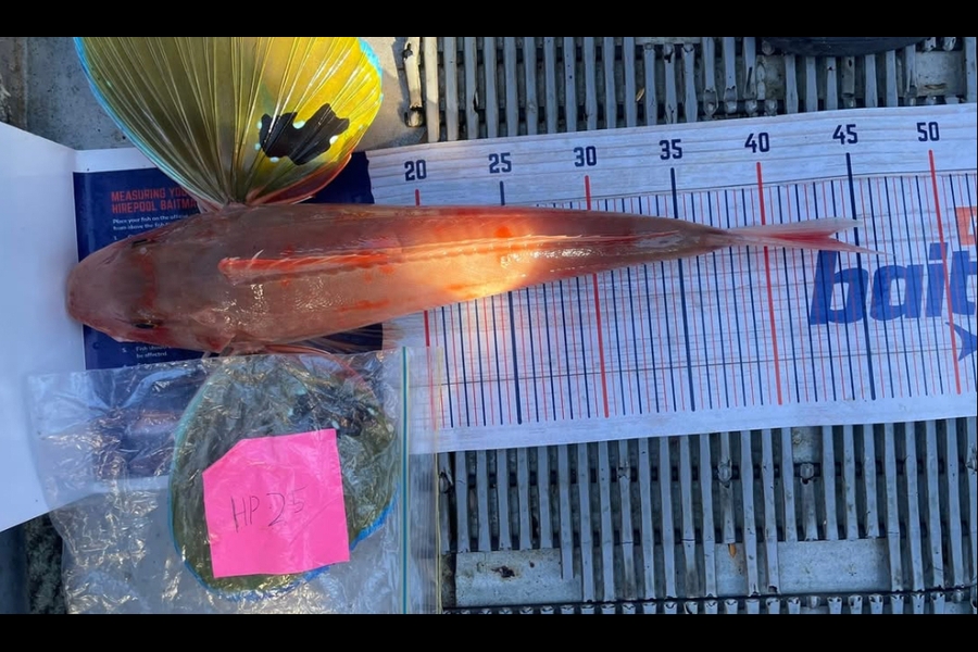 Andrew Russell caught this 43.5cm Gurnard at Manawatu during The Hirepool Baitmates Fishing Comp