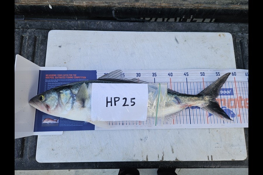 Shane Edwards caught this 53.0cm Kahawai at Manawatu during The Hirepool Baitmates Fishing Comp