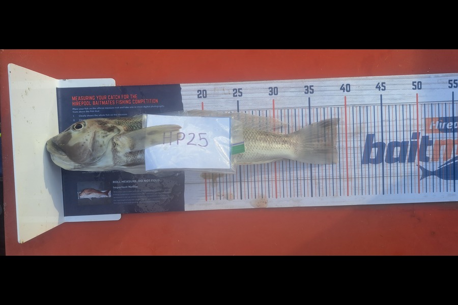 Cara Baigent caught this 38.5cm Blue Cod at Nelson/Marlborough during The Hirepool Baitmates Fishing Comp