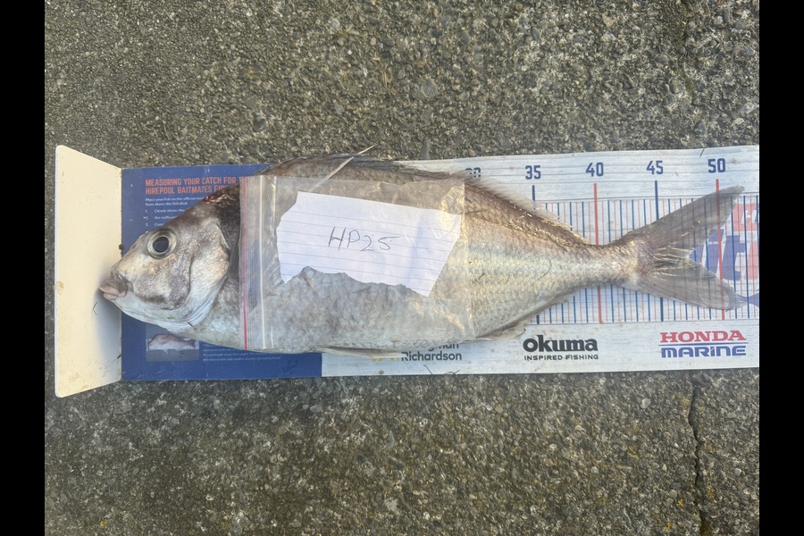 Gordy Pye caught this 47.0cm Tarakihi at Wairarapa
 during The Hirepool Baitmates Fishing Comp