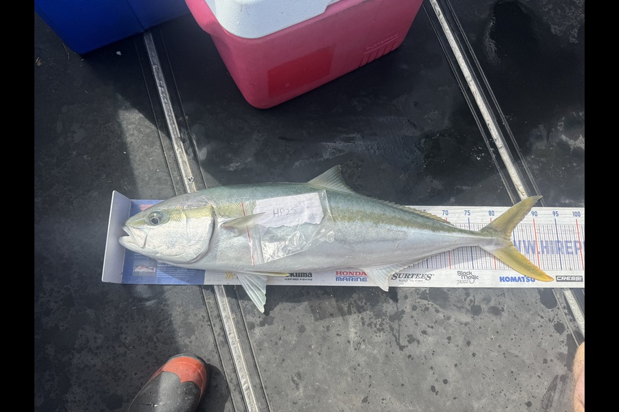 Gordy Pye caught this 84.0cm Kingfish at Wairarapa
 during The Hirepool Baitmates Fishing Comp