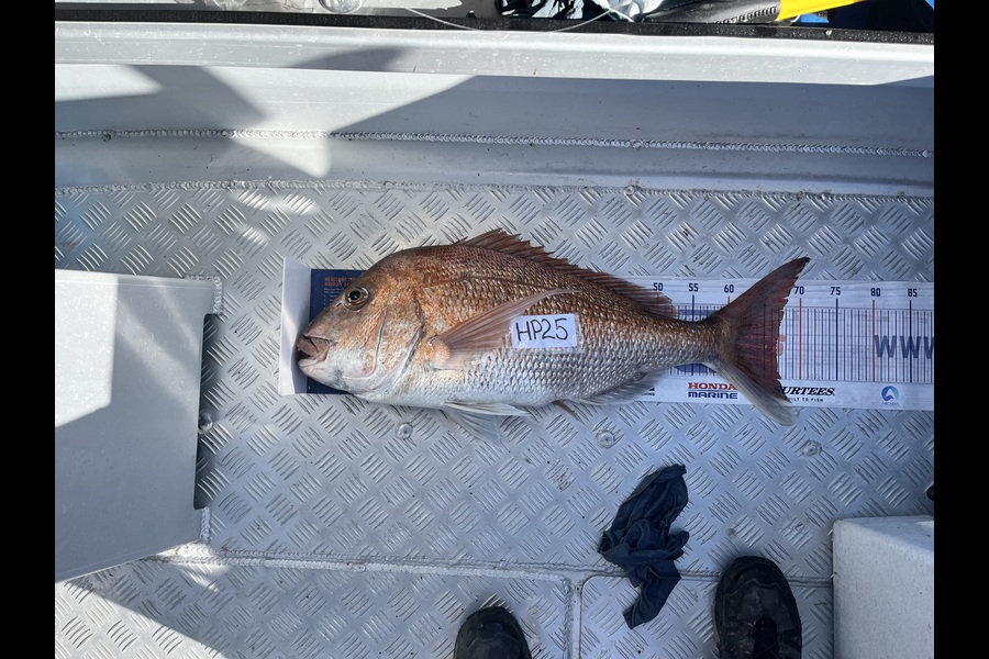 Paul Olson caught this 66.5cm Snapper at Wellington during The Hirepool Baitmates Fishing Comp