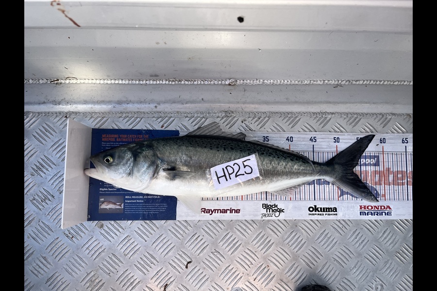 Paul Olson caught this 53cm Kahawai at Wellington during The Hirepool Baitmates Fishing Comp