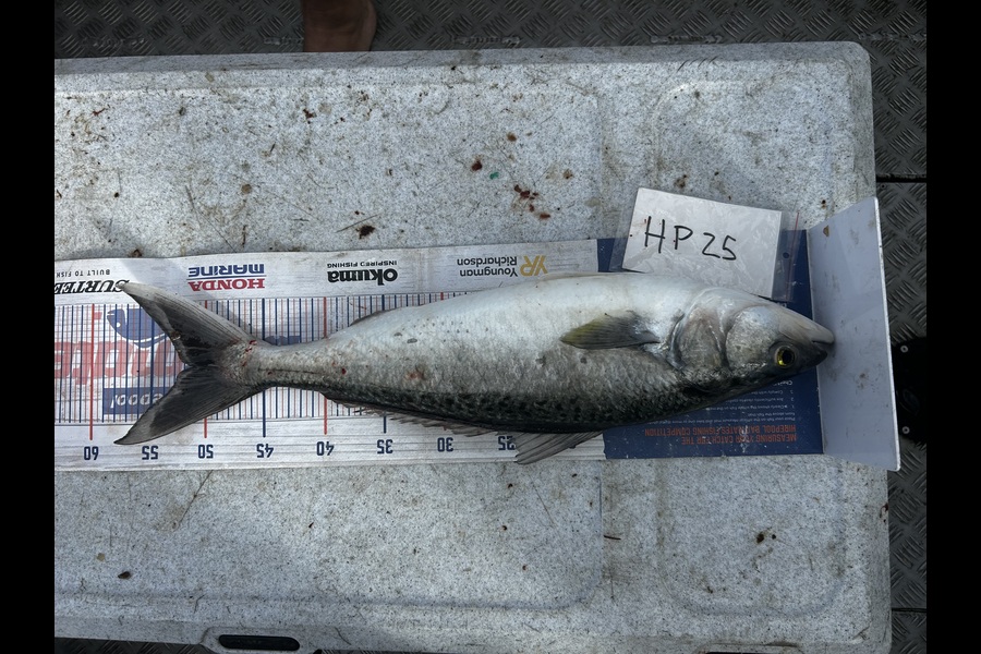 Henk Du Toit caught this 51.5cm Kahawai at Wellington during The Hirepool Baitmates Fishing Comp