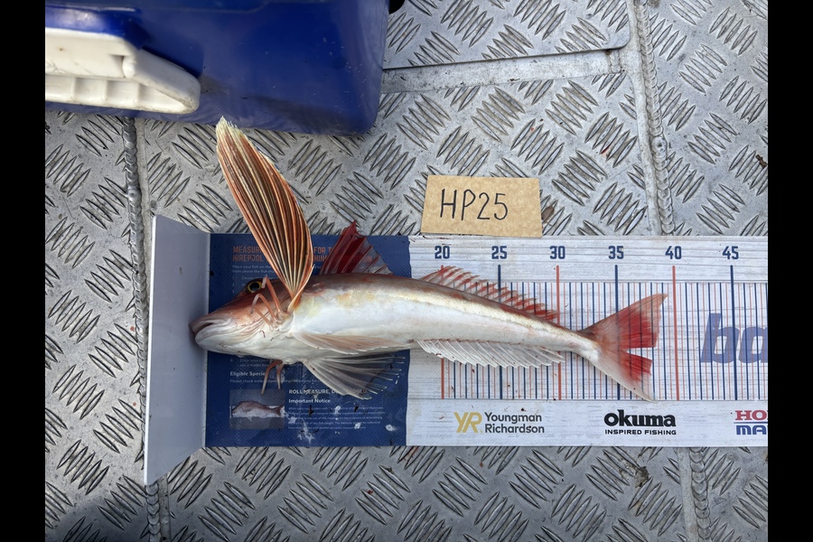 Tony Flowers caught this 37.5cm Gurnard at Wellington during The Hirepool Baitmates Fishing Comp