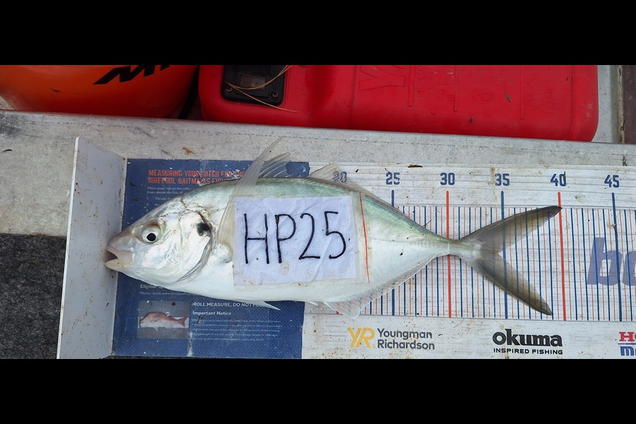 Trevor Hopson caught this 34.5cm Trevally at Coromandel during The Hirepool Baitmates Fishing Comp