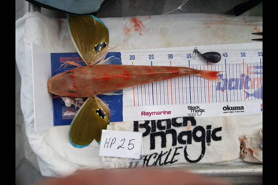 Carolyn Rose caught this 42.5cm Gurnard at Nelson/Marlborough during The Hirepool Baitmates Fishing Comp