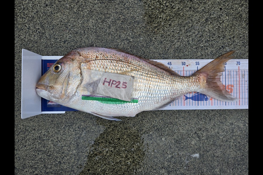 Shayelah Clark-Hobson caught this 63.0cm Snapper at Northland during The Hirepool Baitmates Fishing Comp