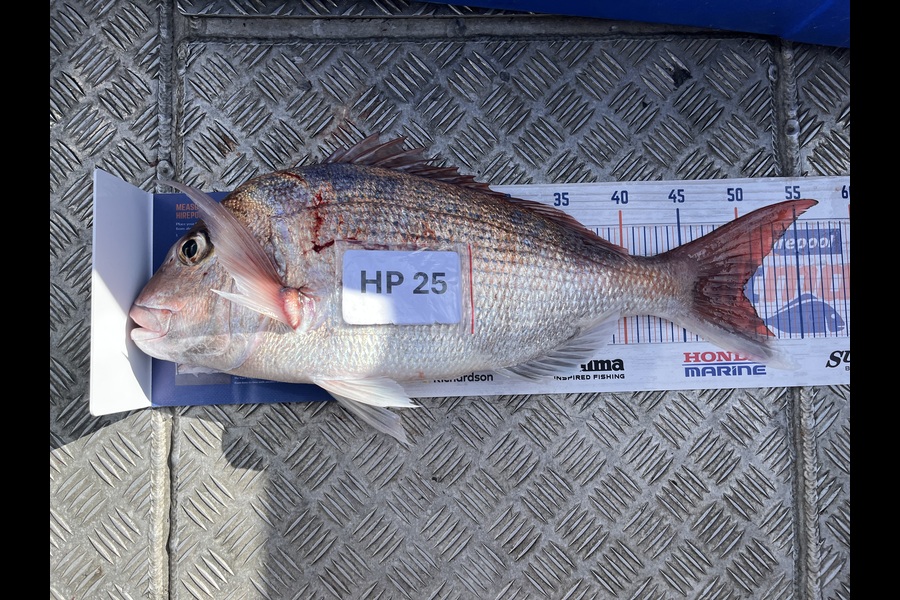 Heta Smith caught this 50.0cm Snapper at Taranaki during The Hirepool Baitmates Fishing Comp