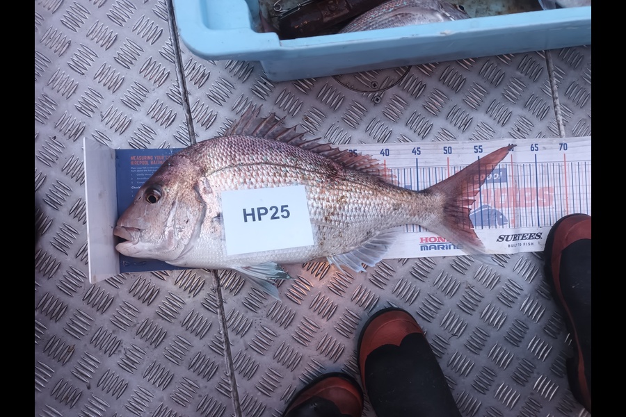 Jason Iorns caught this 53.0cm Snapper at Nelson/Marlborough during The Hirepool Baitmates Fishing Comp