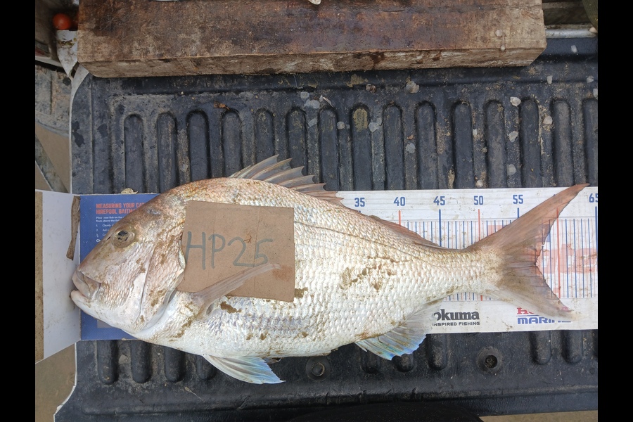 Bryce Taylor caught this 57.0cm Snapper at Northland during The Hirepool Baitmates Fishing Comp