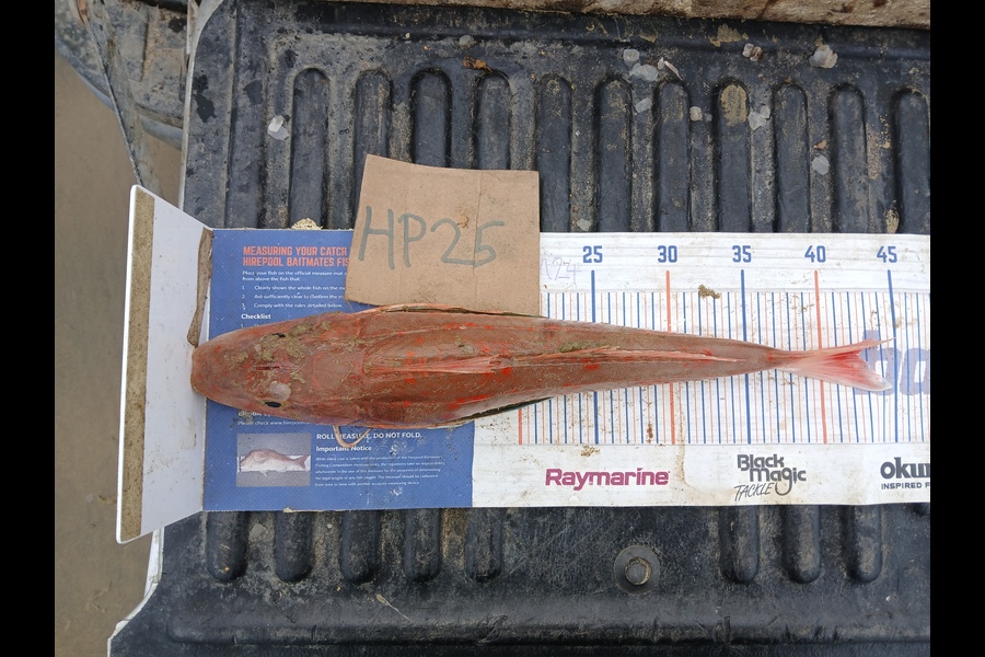 Bryce Taylor caught this 42.5cm Gurnard at Northland during The Hirepool Baitmates Fishing Comp