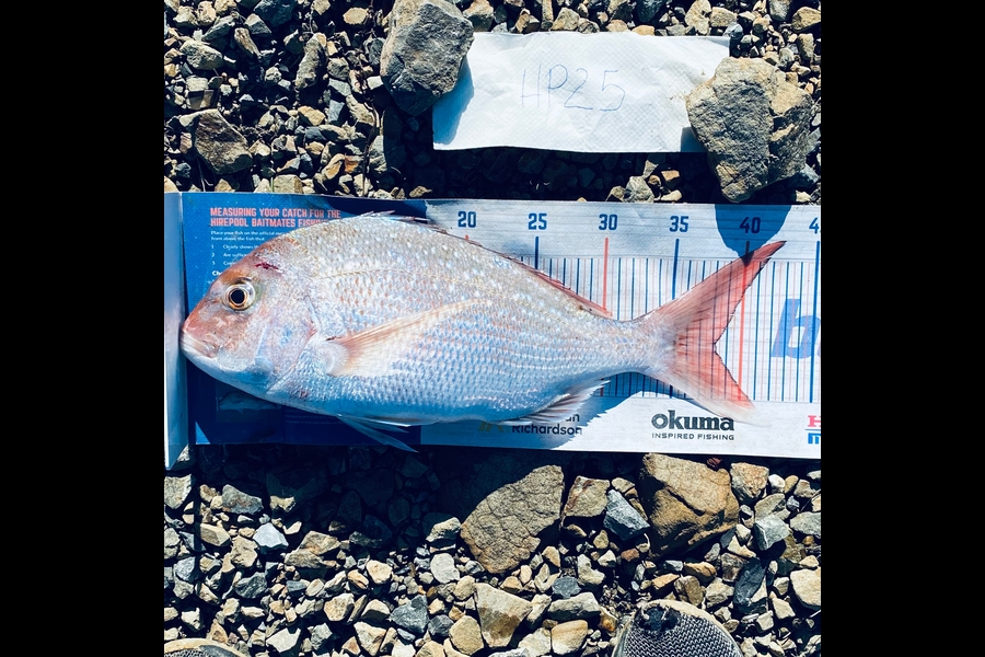 Hubs Gumen caught this 38.0cm Snapper at Wellington during The Hirepool Baitmates Fishing Comp