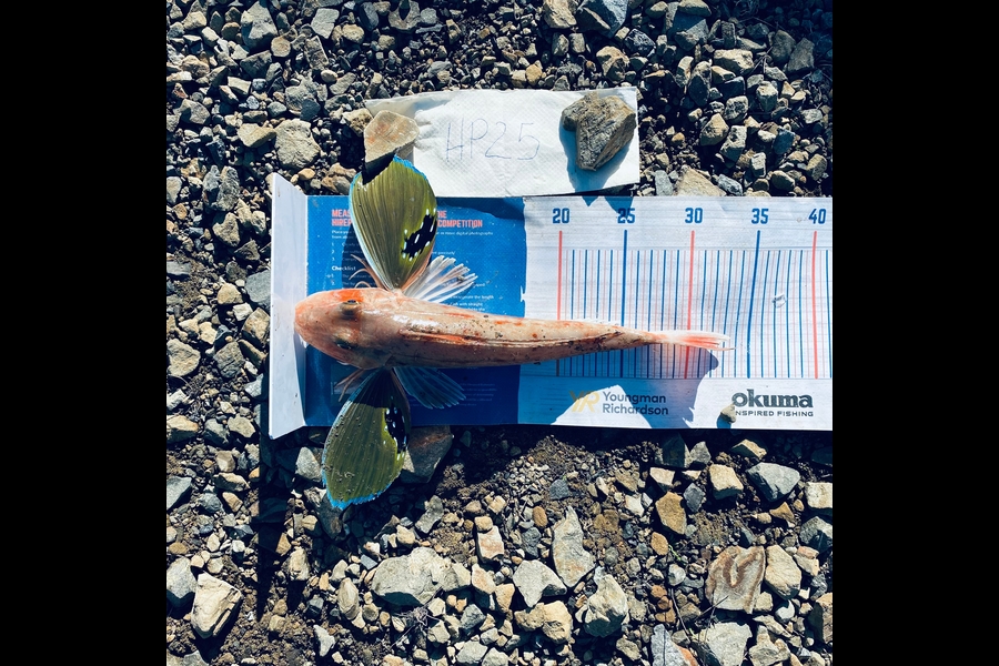 Hubs Gumen caught this 32.5cm Gurnard at Wellington during The Hirepool Baitmates Fishing Comp