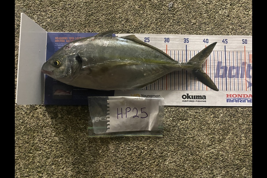 Scott Marriott caught this 38.5cm Trevally at Wellington during The Hirepool Baitmates Fishing Comp