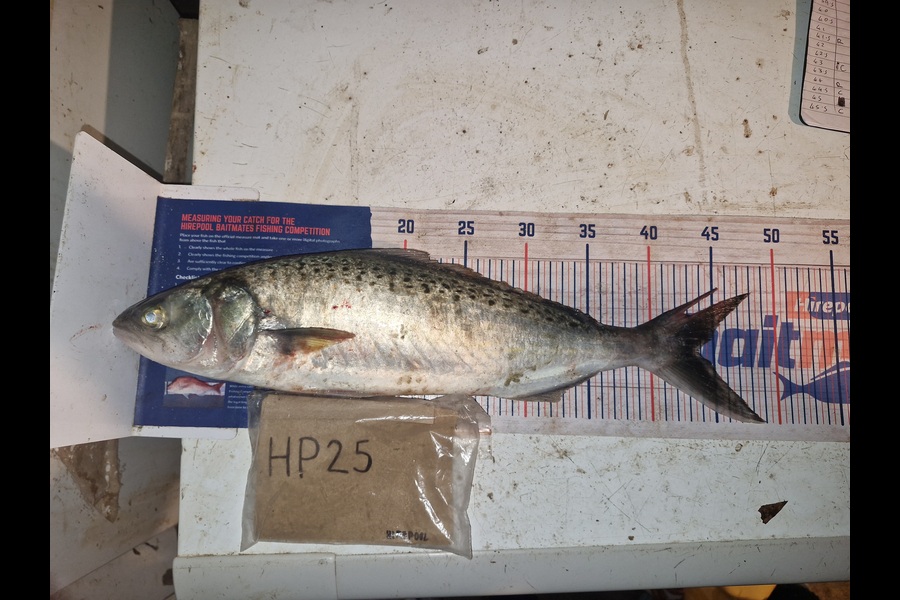 Craig Nelder caught this 43.5cm Kahawai at Northland during The Hirepool Baitmates Fishing Comp