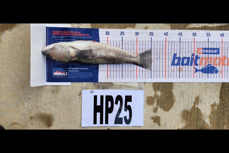 Ross Murray caught this 35.0cm Blue Cod at Manawatu during The Hirepool Baitmates Fishing Comp
