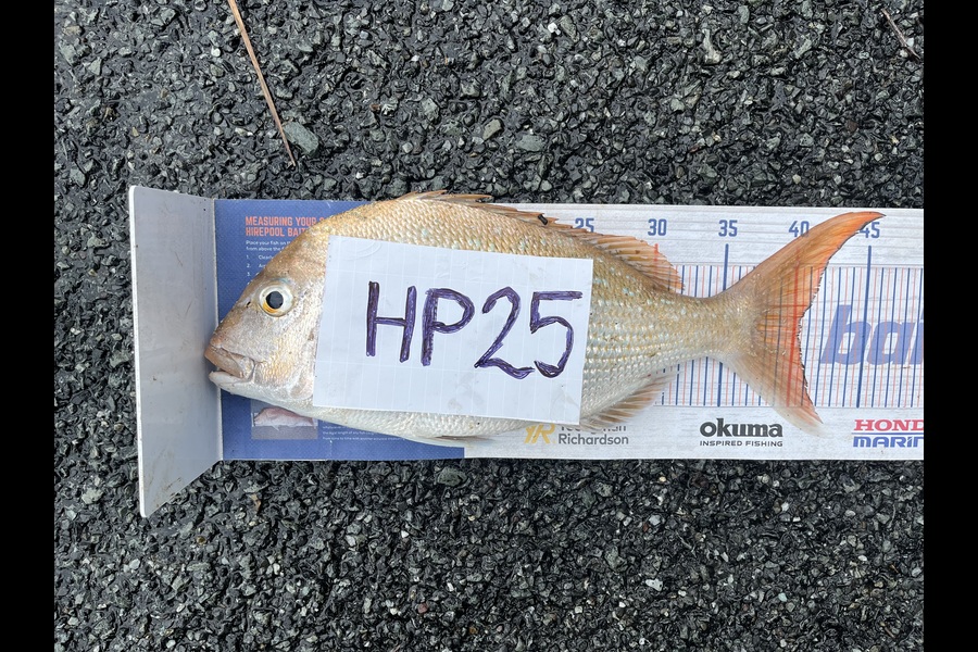 Kraig Steiner caught this 40.0cm Snapper at Northland during The Hirepool Baitmates Fishing Comp