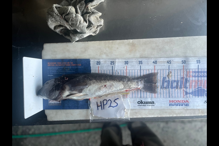 Laura Young caught this 40.5cm Blue Cod at Nelson/Marlborough during The Hirepool Baitmates Fishing Comp