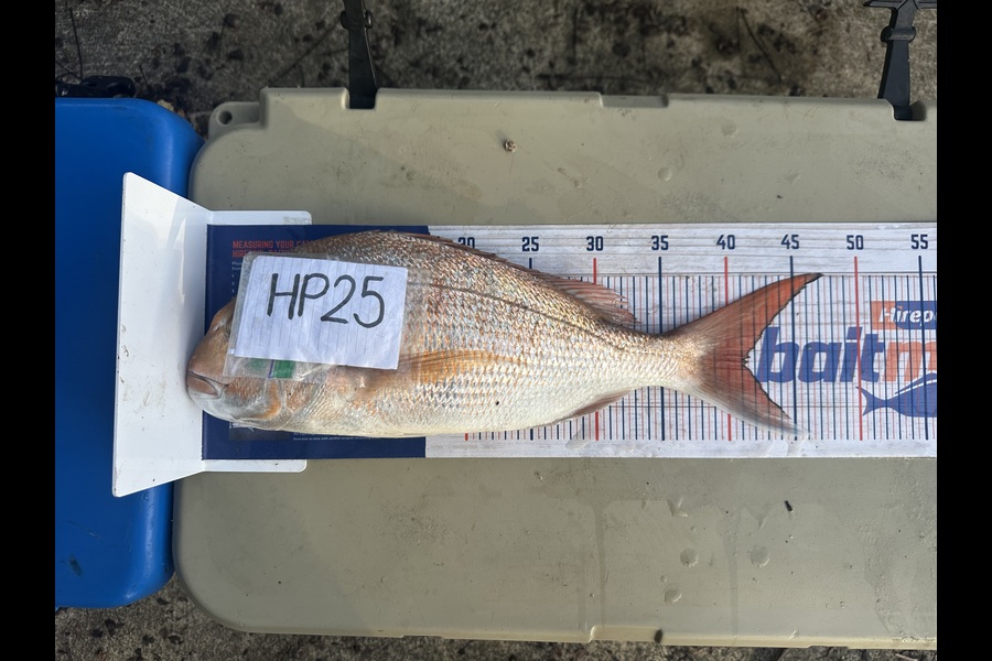 Jaimie Machiavelli caught this 41.0cm Snapper at Coromandel during The Hirepool Baitmates Fishing Comp