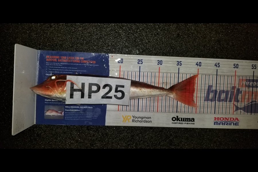 Peter Besley caught this 39.0cm Gurnard at Bay of Plenty during The Hirepool Baitmates Fishing Comp