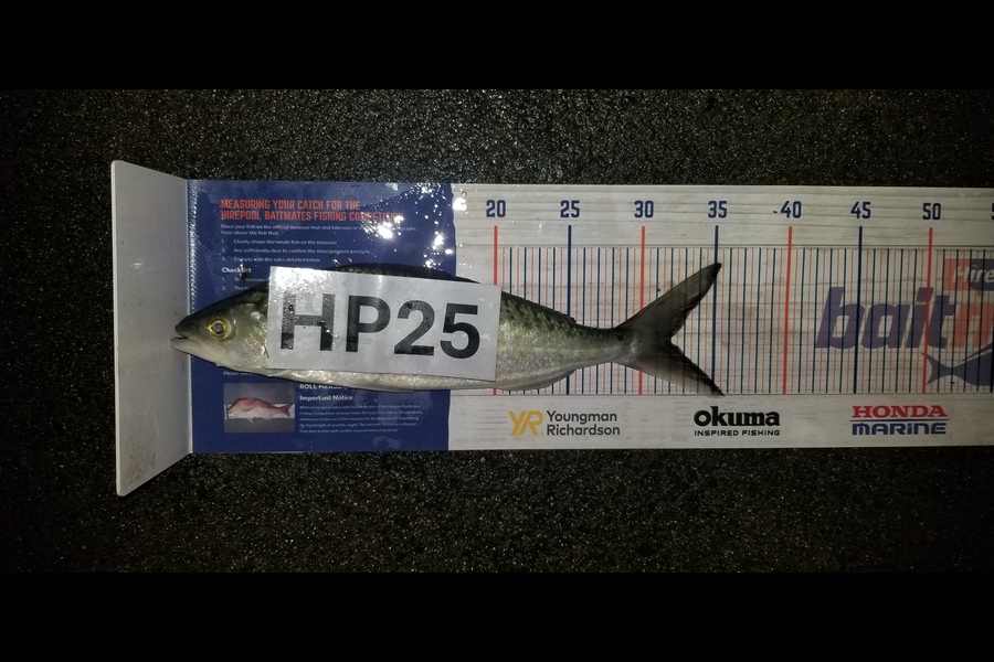 Peter Besley caught this 32.0cm Kahawai at Bay of Plenty during The Hirepool Baitmates Fishing Comp