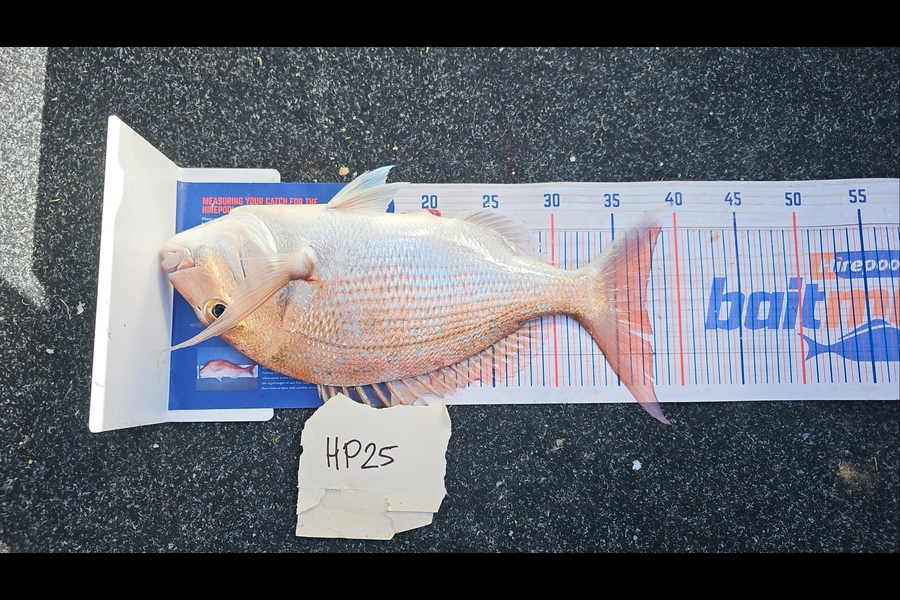 Fletcher Johnson caught this 37.0cm Snapper at Hawkes Bay during The Hirepool Baitmates Fishing Comp