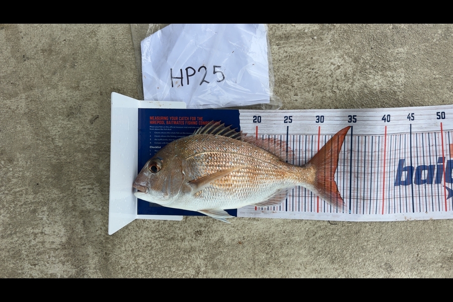 Ethan Pepper caught this 32.5cm Snapper at Northland during The Hirepool Baitmates Fishing Comp