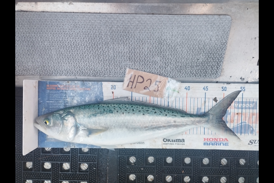 Duncan Pringle caught this 50.0cm Kahawai at Wellington during The Hirepool Baitmates Fishing Comp