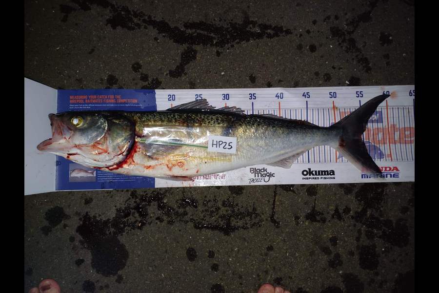 Matt Prescott caught this 54.5cm Kahawai at Wellington during The Hirepool Baitmates Fishing Comp