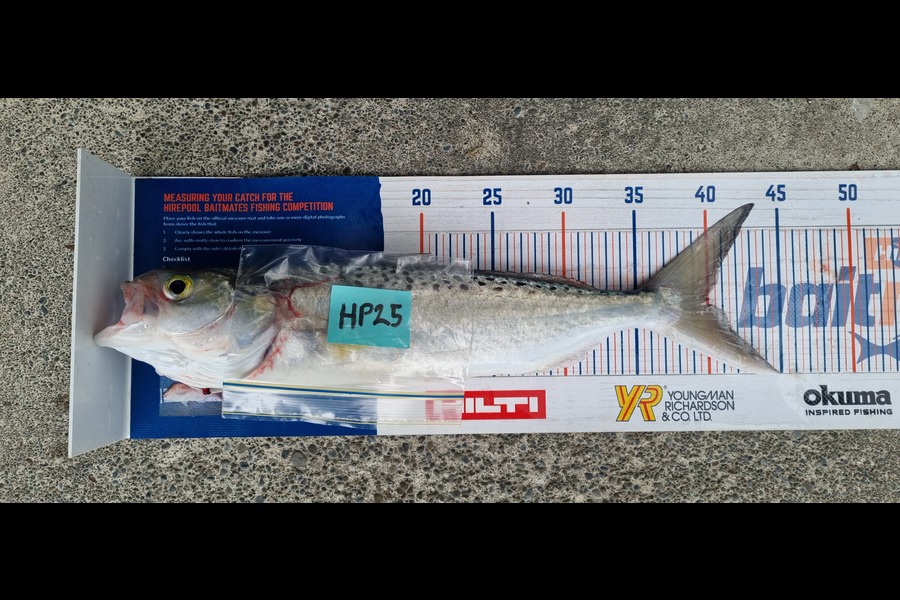 Ryan Trethewey caught this 40.0cm Kahawai at East Cape during The Hirepool Baitmates Fishing Comp