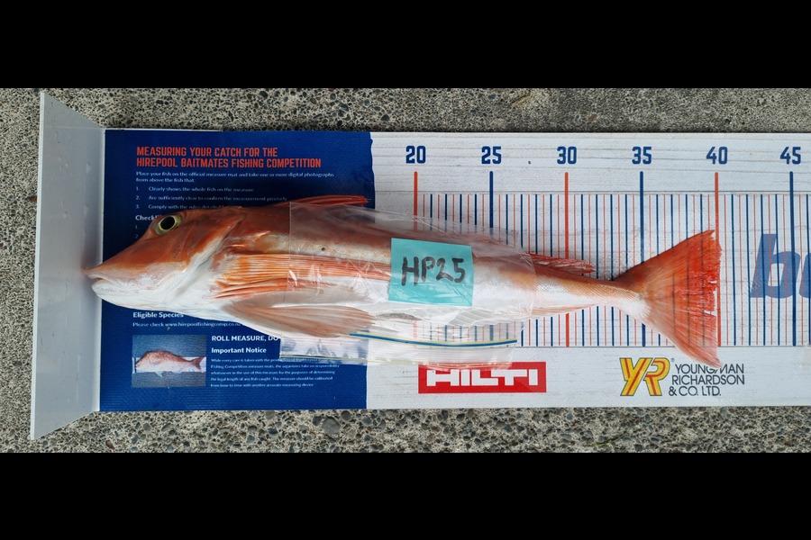 Ryan Trethewey caught this 39.5cm Gurnard at East Cape during The Hirepool Baitmates Fishing Comp