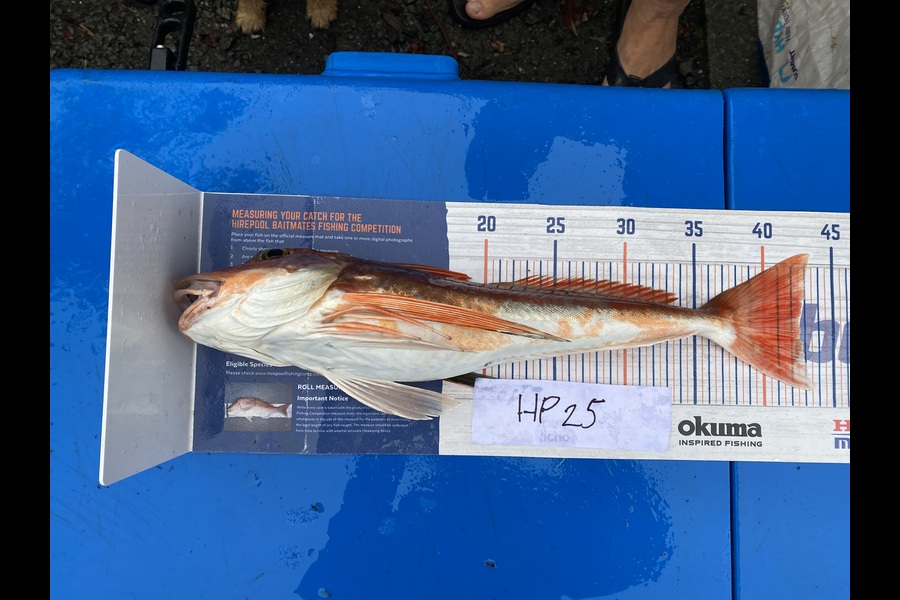Louise Farley caught this 42.5cm Gurnard at Auckland during The Hirepool Baitmates Fishing Comp