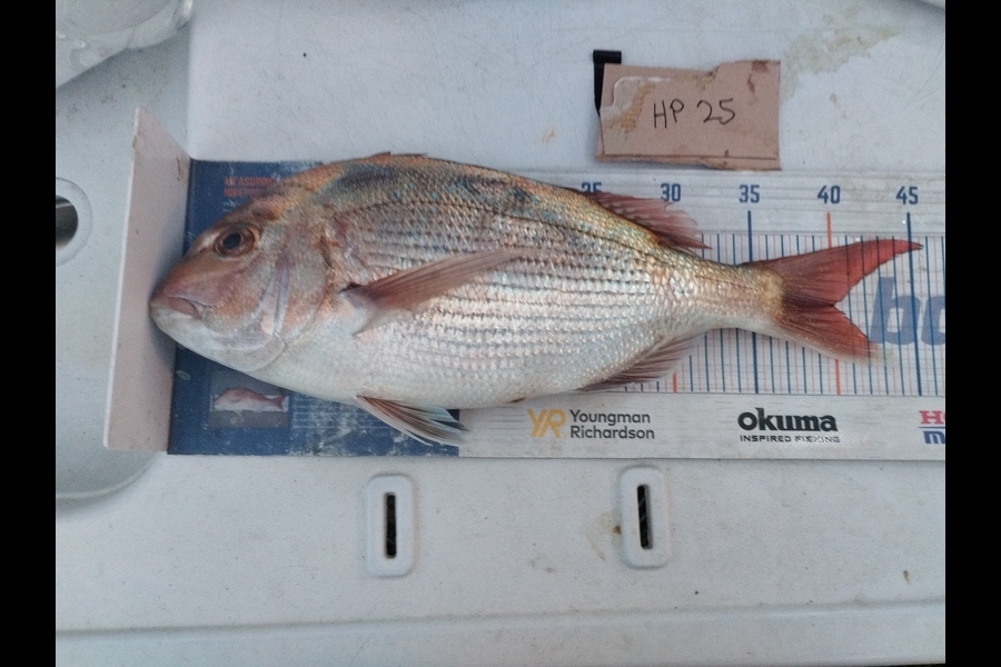 Duncan Pringle caught this 40.0cm Snapper at Wellington during The Hirepool Baitmates Fishing Comp