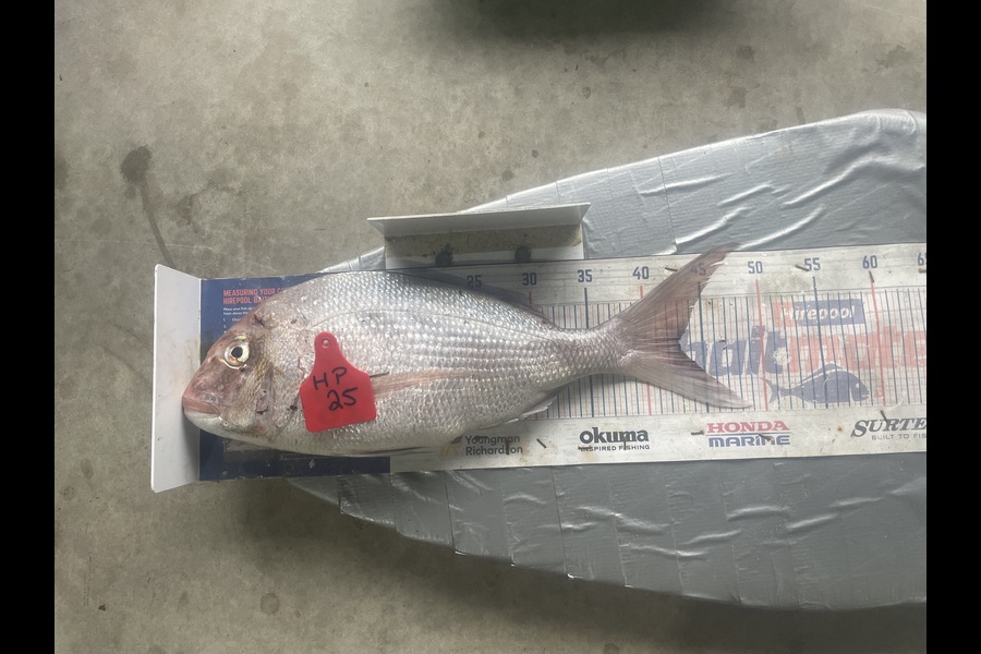 Graeme Duncan caught this 43.0cm Snapper at Bay of Plenty during The Hirepool Baitmates Fishing Comp